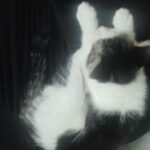 12 WEEK OLD male kitten for sale in Wirral