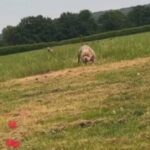 pocket bully STUD in Carmarthenshire