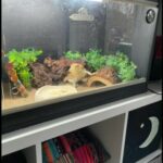 Female Bearded Dragon Looking For A New Home + Vivarium in London