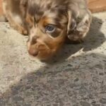 Long Haired Miniature Dachshunds in Cardiff