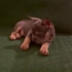 bigrope french bulldog puppy in Birmingham