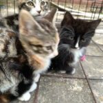 Tabby Kitten Ready Bradford in Bradford