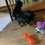 READY NOW Yorkshire Terrier? in Peterborough