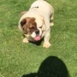 Fluffy English Bulldog In Season in South Holland