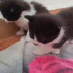 Amazing kittens for sale in West Norfolk