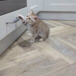 British shorthair kittens in Derby