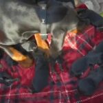 14 Dobermann Shepherd Puppies For Sale in Norwich