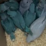 Hand Reared Indian Ring Neck Parrot in London