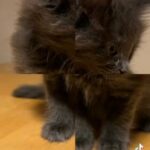 Kitten Maine Coon in London