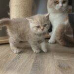 British Shorthair  kittens in Derby