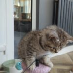 British Shorthair kittens in Derby
