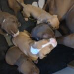 xl American bully pups in Walsall