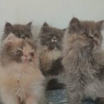 Persian female kittens in Plymouth