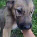 Newfoundland X Irish Wolfhound Puppies in North Yorkshire