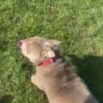 Female, British Bulldog in Worthing