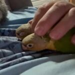 Pineapple Conures in North Somerset