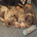 Long Haired Miniature Dachshunds in Cardiff
