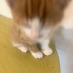 Boy Ginger Tabby Cat in London