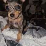 Miniature Pinscher "King of toys" in South Lanarkshire