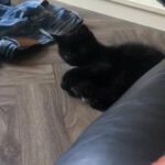 13 Week Old Male Persian in West Lothian
