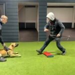 Protection Trained Belgian Malinois in Coventry