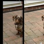 Chocolate Dapple Dachshund in Peterborough