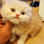 Persian kittens in Coventry