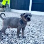 CANE CORSO PUPPY? in Nottingham
