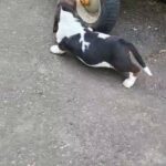 basset hound in Crawley