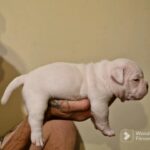 *ONLY 3 LEFT* MICRO AMERICAN BULLYS in Bradford