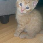 Ginger Tabby Kitten in London