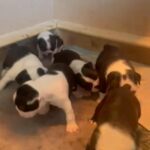 KC Registered Pedigree Boston Terrier Puppies *Last 2 Left* in Southend-on-Sea
