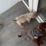 Lilac Tri Female Pocket Bully in Bridgend