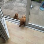 2 Ruby Cavapoo Boys in Hartlepool