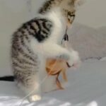Half Bengal Tiger Striped Tabby Male Boy Kitten in London