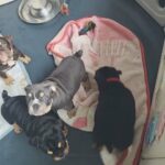 English bulldogs in Birmingham