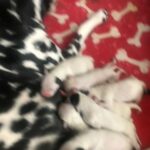 Kc Dalmation Puppies in Doncaster
