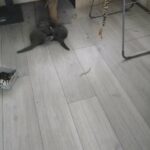 Bsh kittens in Ipswich