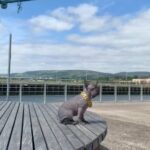 Lilac Hairless French Bulldog Male in Glasgow