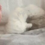 Blue Eyed Cuties Chinchilla Persian kittens in Stratford-on-Avon