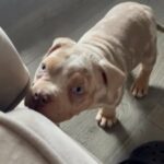 Pocket Bullies in Sandwell