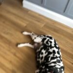 Beautiful Fully K.c  Dalmation Puppies in Doncaster