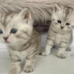 The Cutest Silver Tabby kittens in Stratford-on-Avon