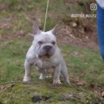 lilac fawn Big rope french bulldog Female in Derby