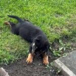 German Rottweiler Pups Girl And Boy Quality in Staffordshire