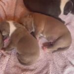 4 Females Left? in Doncaster
