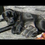 Cane Corso Puppies Champion Bloodlines ABKC Registered Pedigree in Nottingham