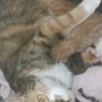 Tabby and ginger kittens in Chesterfield