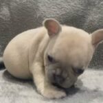 Stunning Platinum French Bulldog Girl in Preston