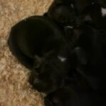 Staffie Puppies in London